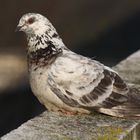 pigeon