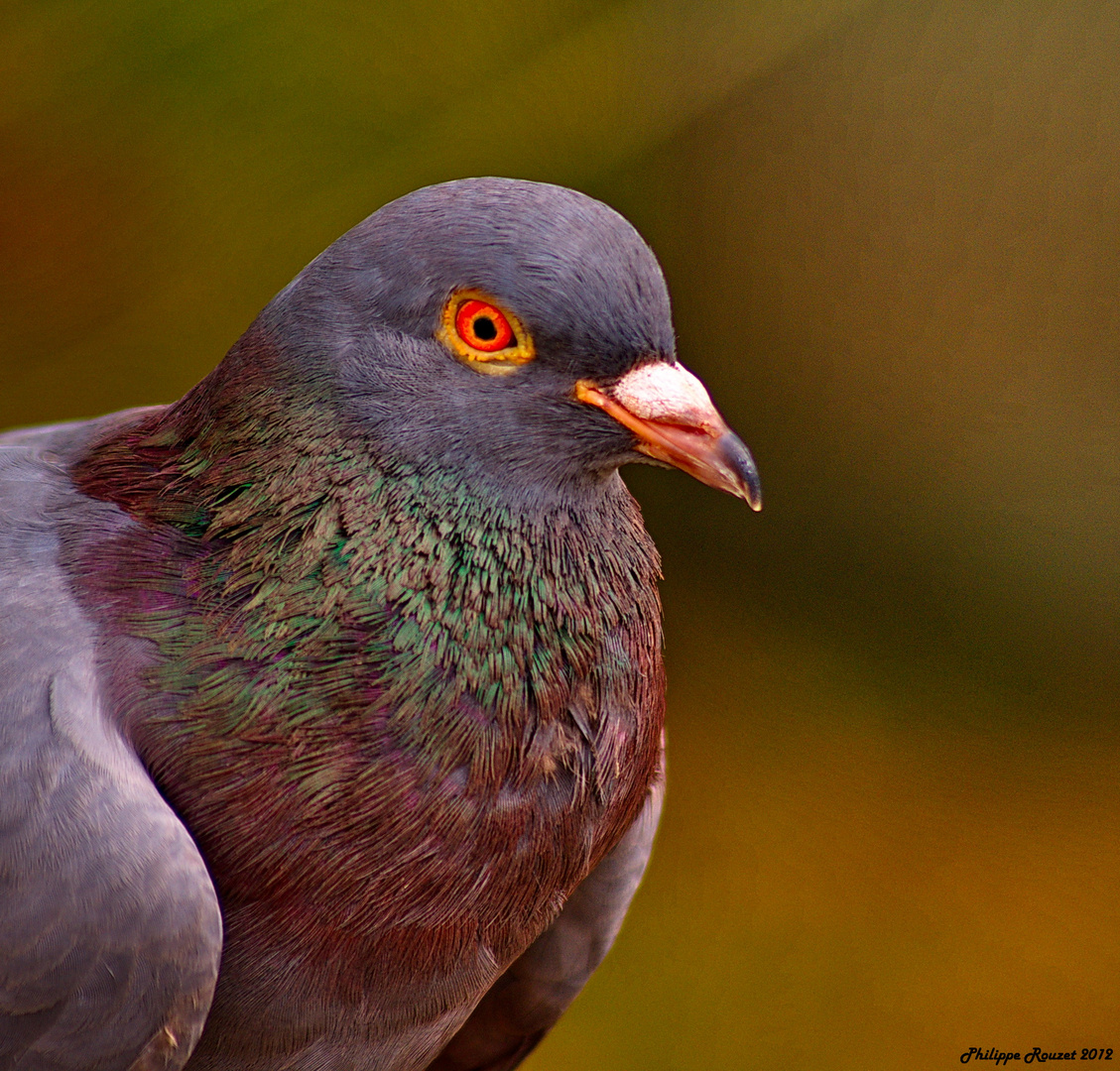 pigeon