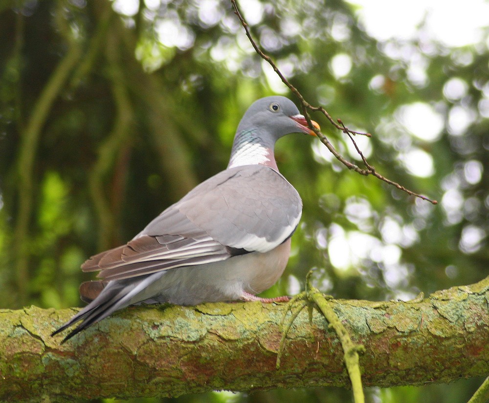 pigeon à la branche