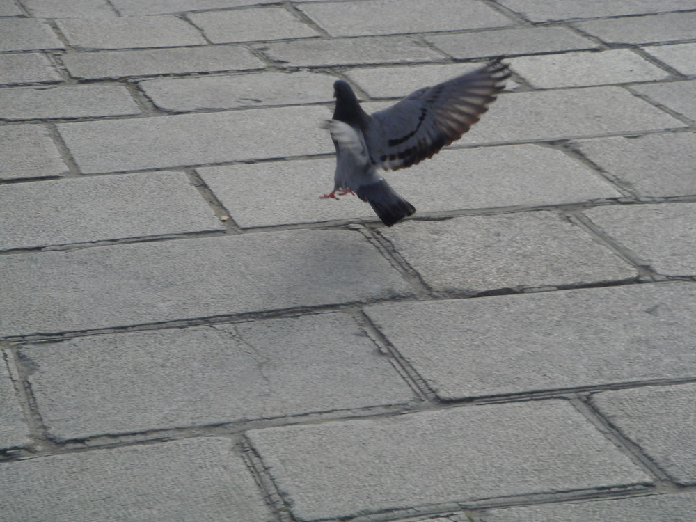 Pigeon à Paris