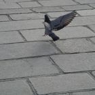 Pigeon à Paris