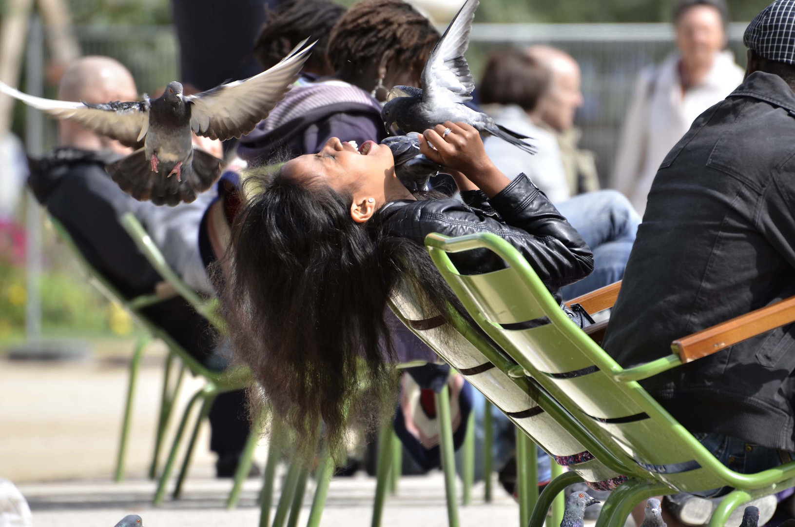 Pigeon attack in Paris...