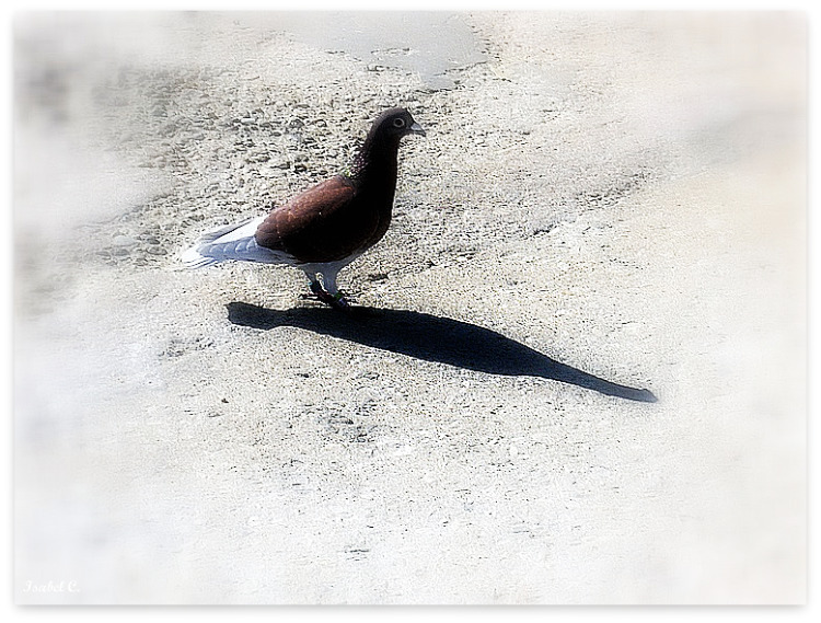 Pigeon