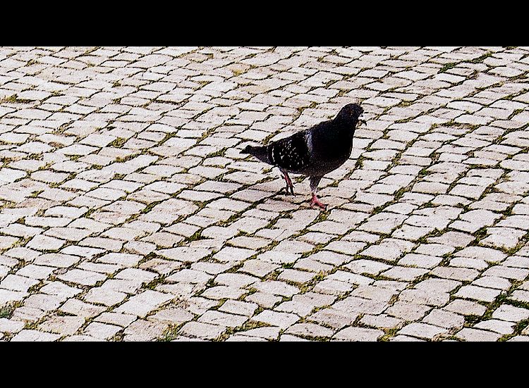 Pigeon