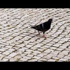 Pigeon