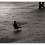 pigeon