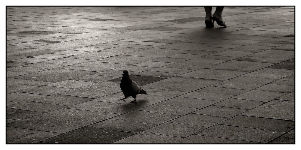 pigeon