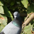 Pigeon Bird