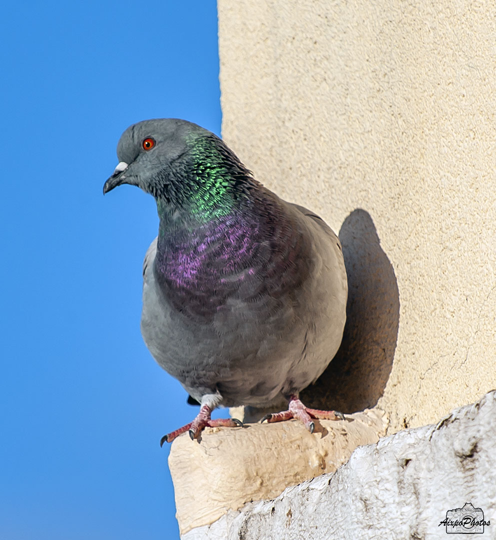 Pigeon Biset