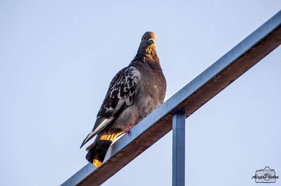 Pigeon Biset  au lever du soleil 