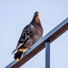 Pigeon Biset  au lever du soleil 