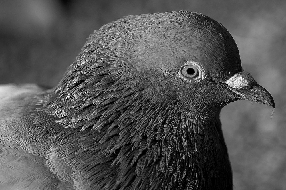 Pigeon "black and white"