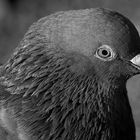 Pigeon "black and white"