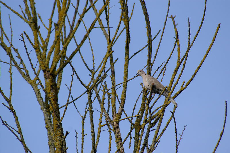 pigeon breton