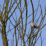 pigeon breton