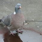 Pigeon