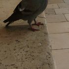 Pigeon..