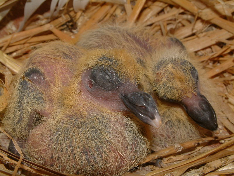 PIGEON CHICKS / SQUEAKERS