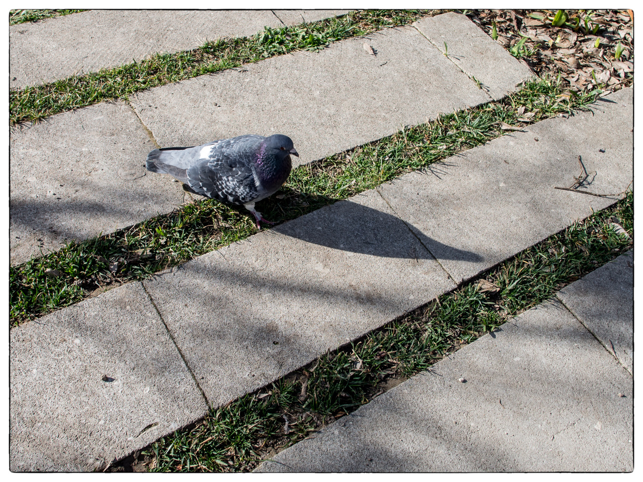 pigeon  contemplant son ombre portée