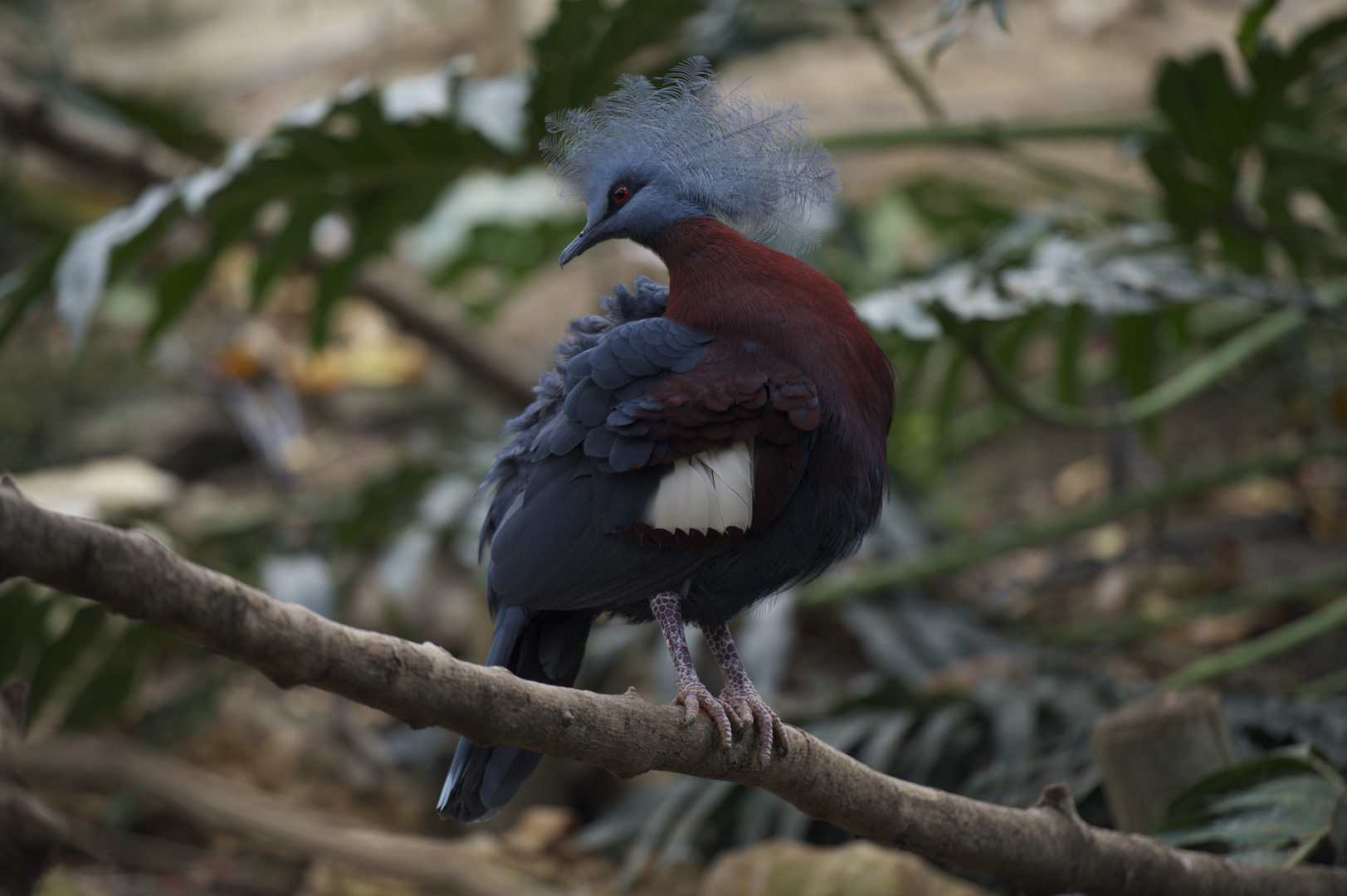 Pigeon Couronné