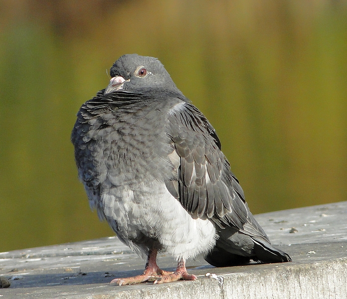 pigeon d'automne