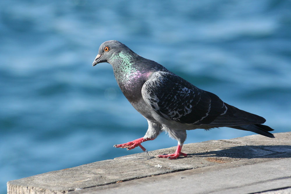 pigeon