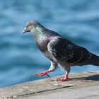 pigeon