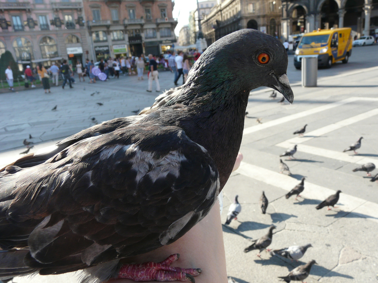 Pigeon