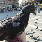 Pigeon