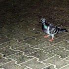 Pigeon