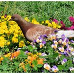 Pigeon en fleurs...