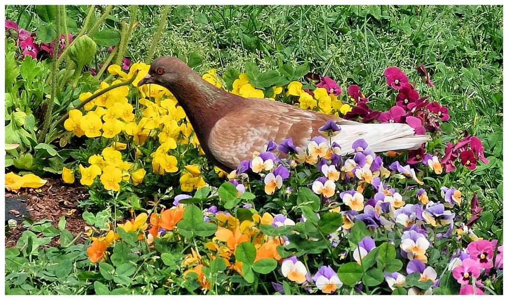 Pigeon en fleurs...