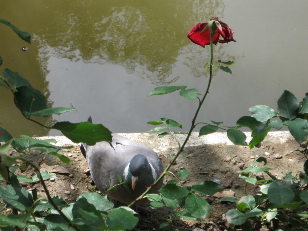 ...Pigeon et rose fanée...