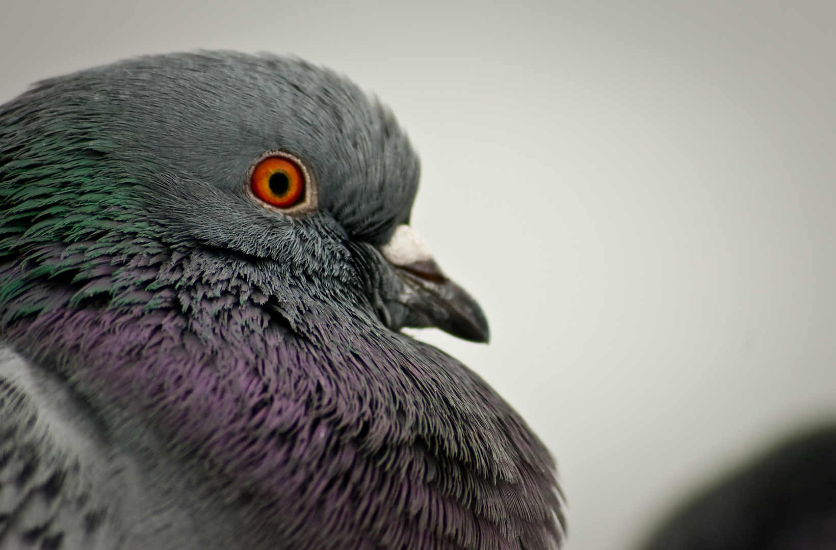 Pigeon Eye