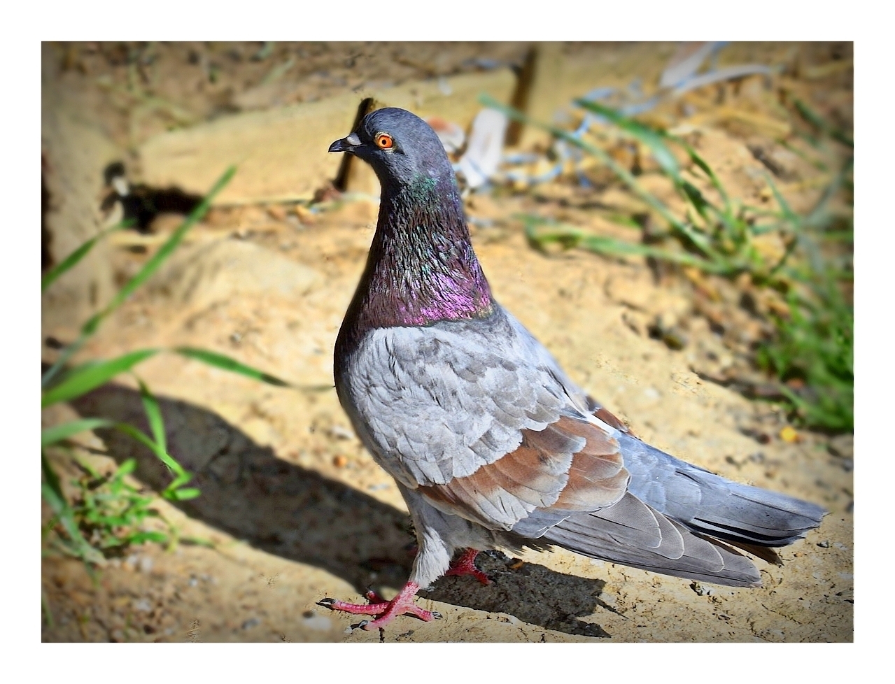 pigeon