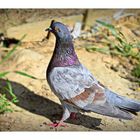 pigeon