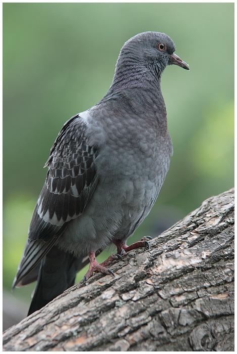 pigeon