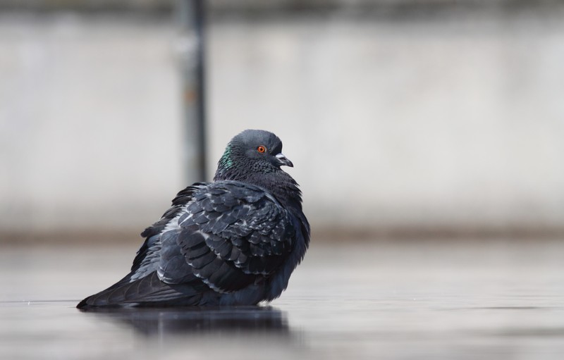 Pigeon fiquet en milieu périurbain