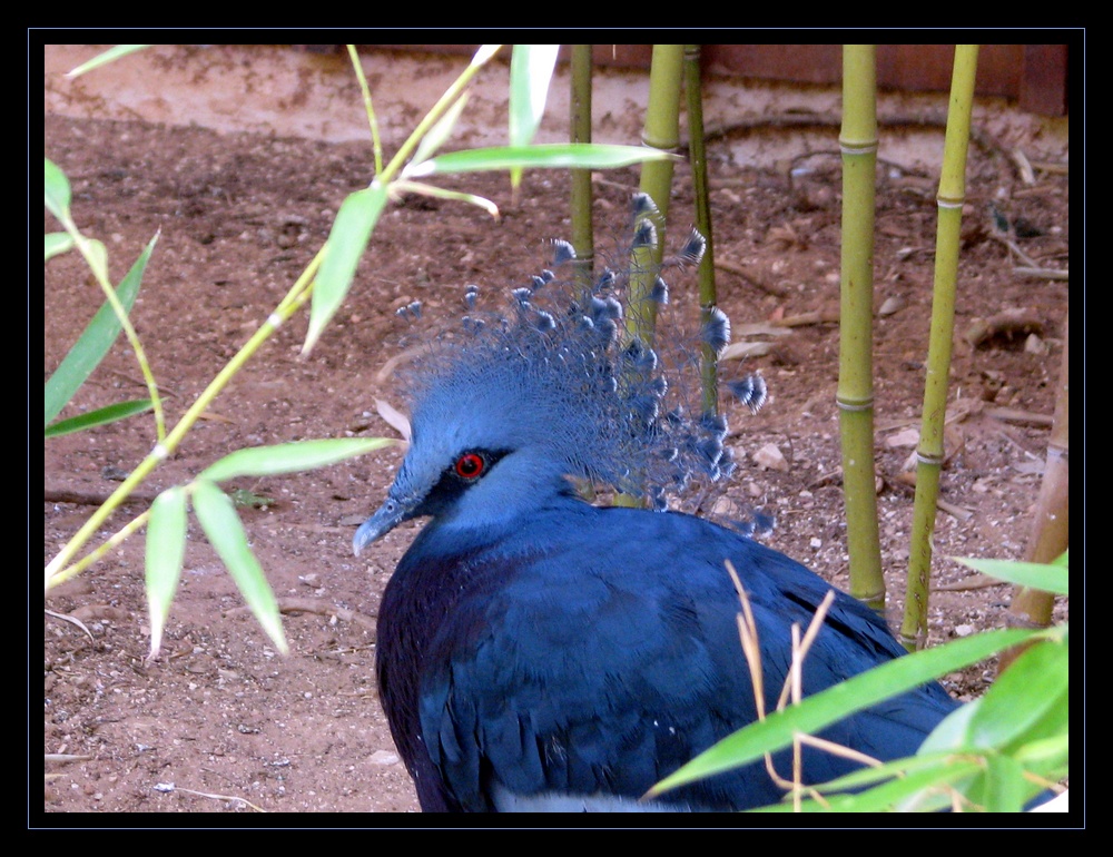 Pigeon géant ???