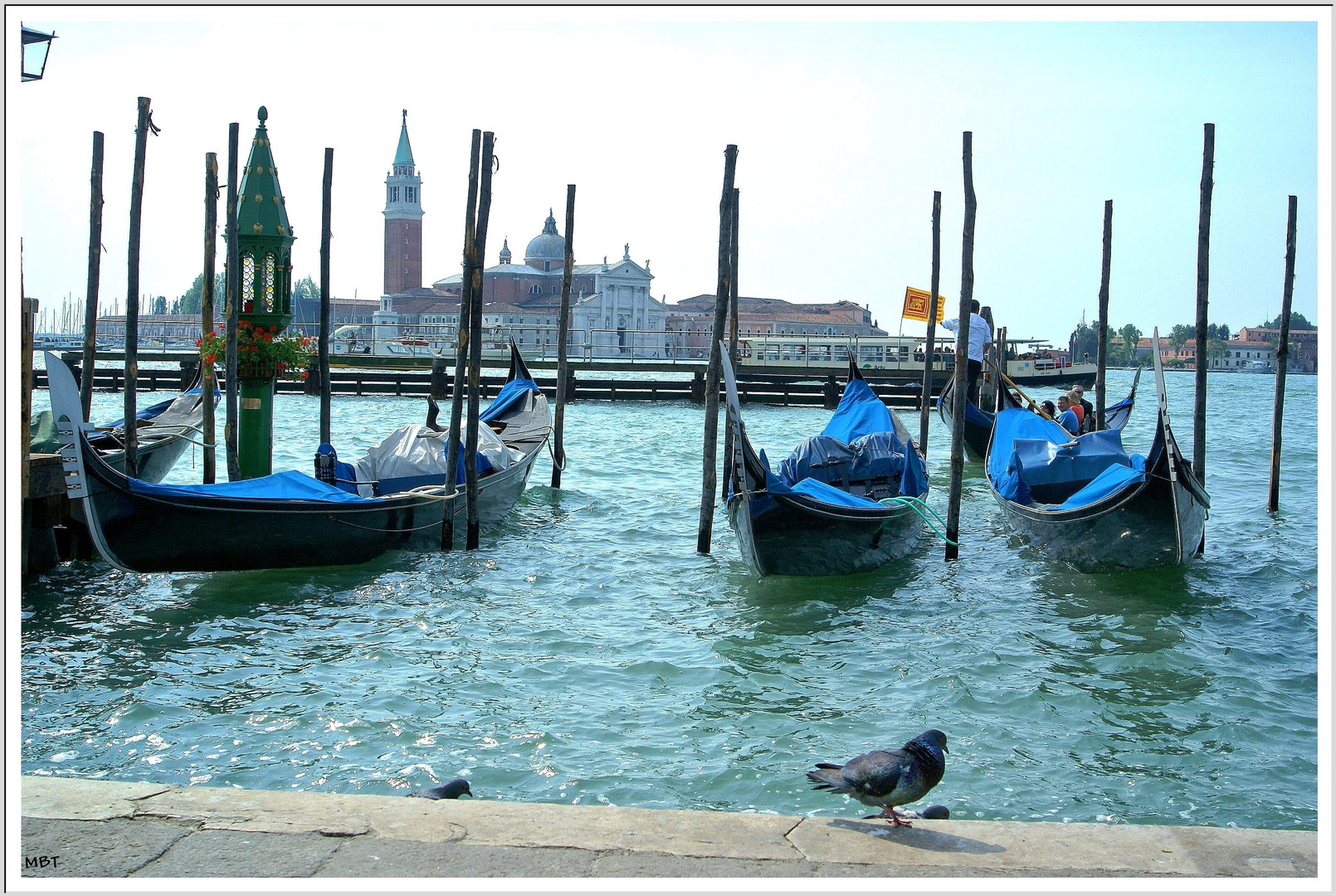 Pigeon, Gondole, canal : Venise