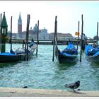 Pigeon, Gondole, canal : Venise