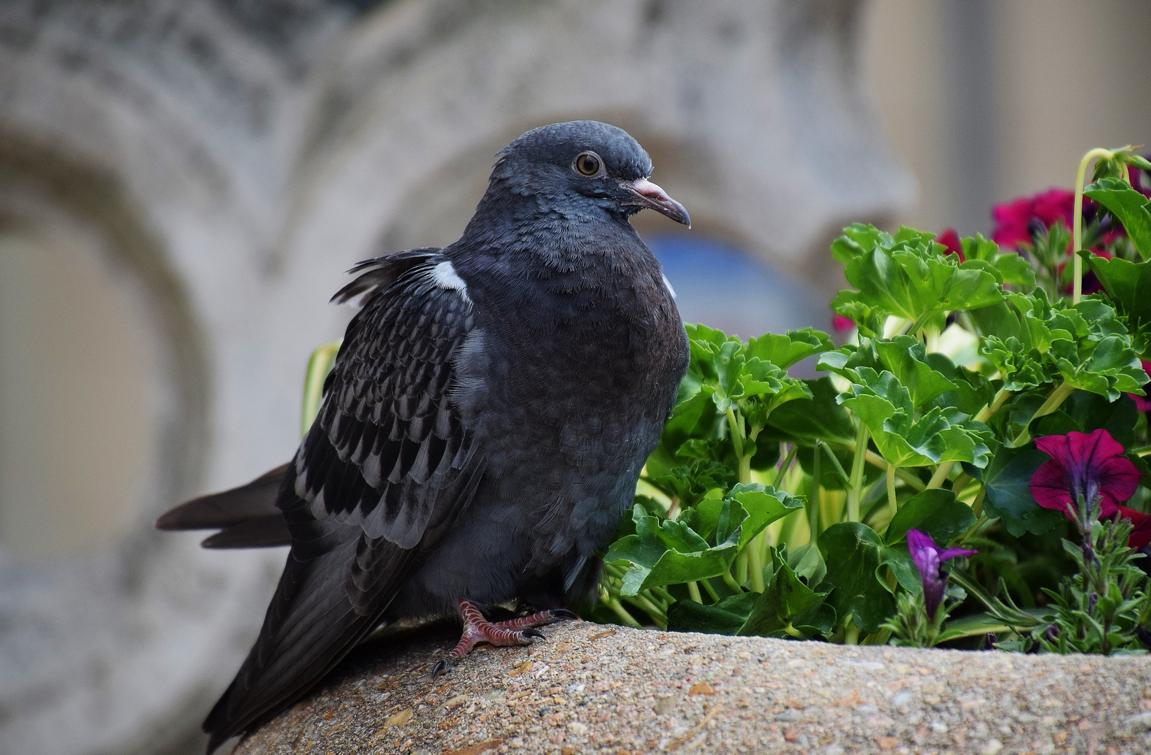 Pigeon Grenoblois ne pas confondre............