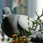 Pigeon-hearted