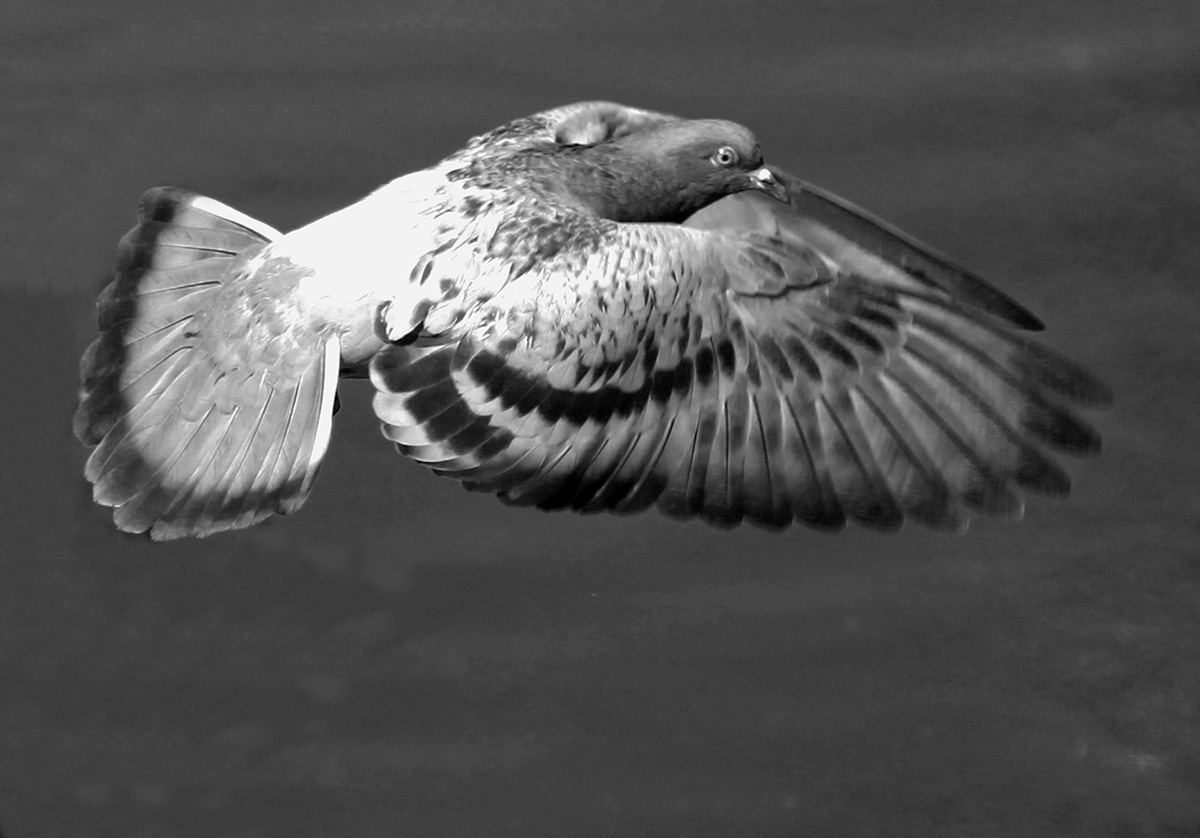 pigeon in black and white