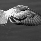 pigeon in black and white