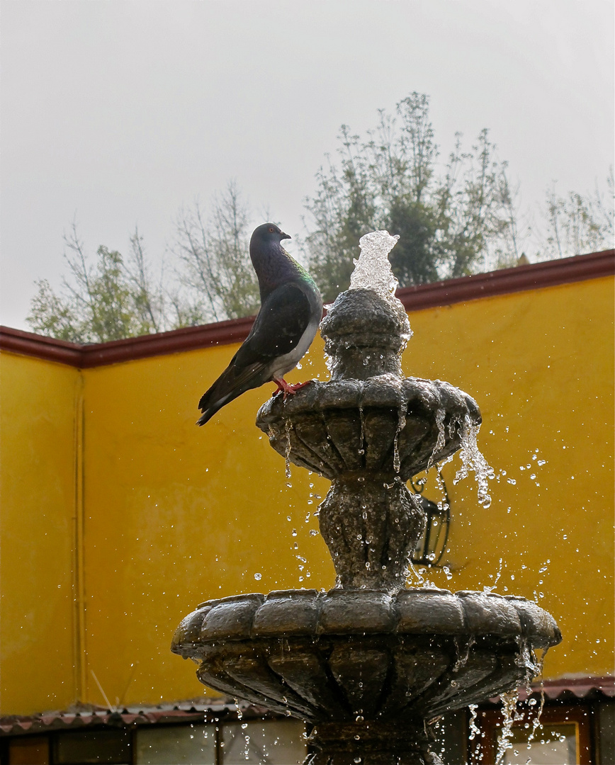 Pigeon in Palacio de Cortez patio_Mexico City (Coyoacan)