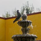 Pigeon in Palacio de Cortez patio_Mexico City (Coyoacan)