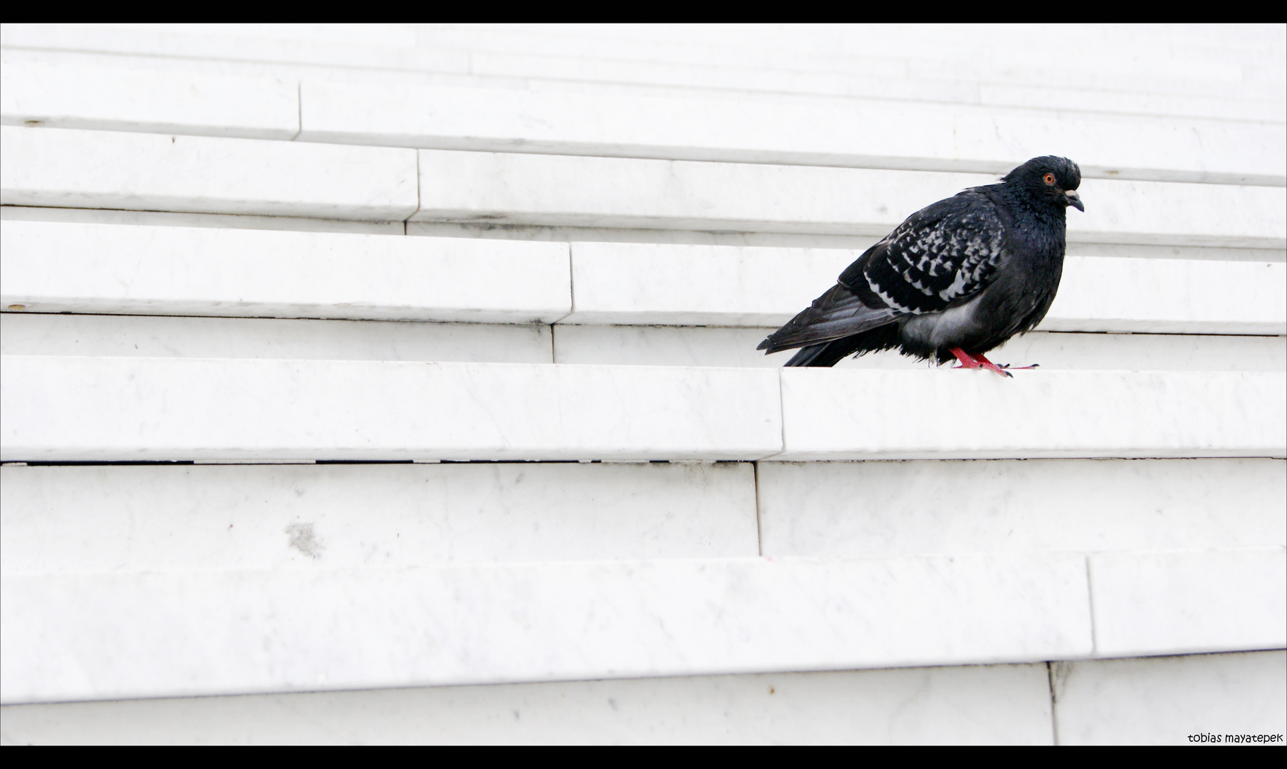 Pigeon in Paris