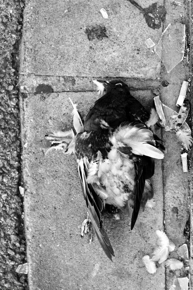 pigeon mort