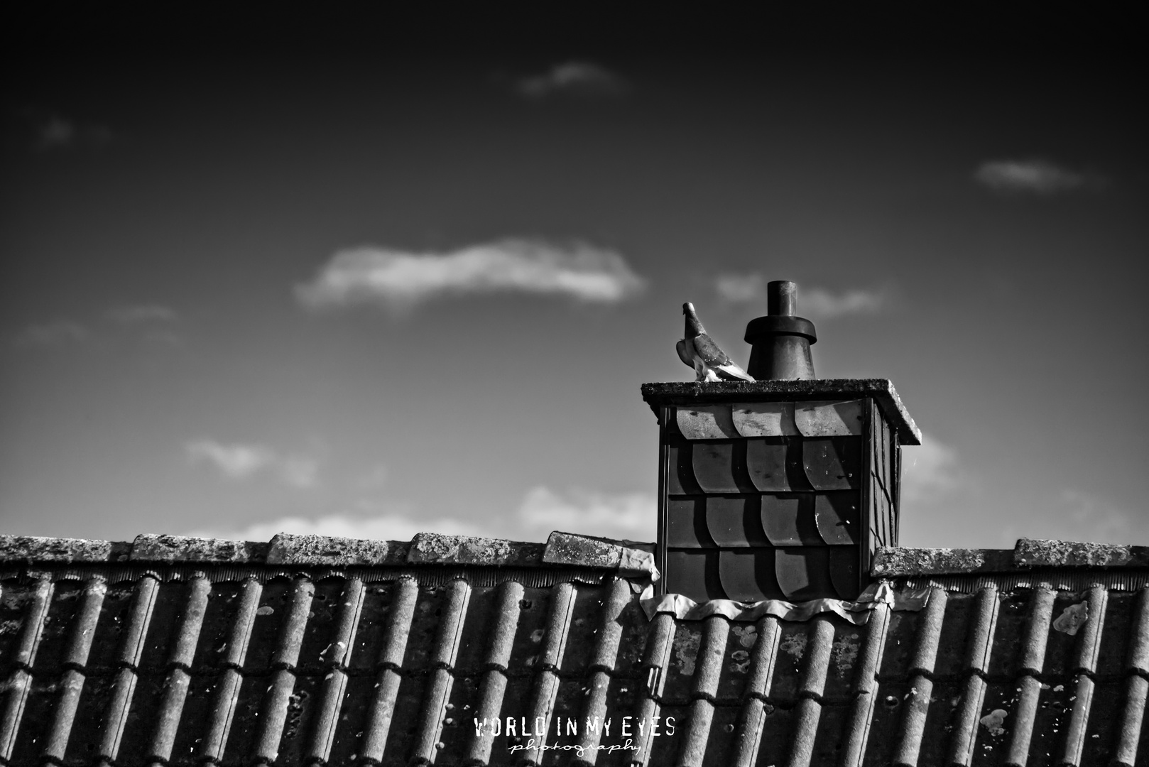 Pigeon on a roof